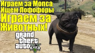 GTA 5 - Играем за МОПСА [Играем за Животных + Ищем Лофофоры]
