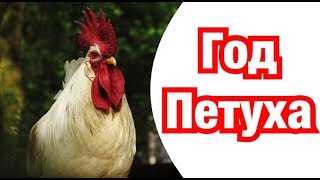 Год Петуха – описание и характеристика знака