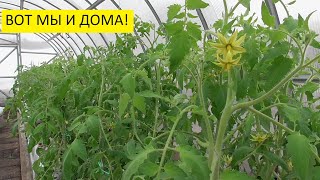 Ранняя высадка томатов! Рассада томатов в огороде, в теплице среди сугробов! 