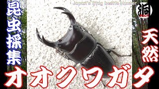 幻のオオクワガタを採集する！　Japan's Stag beetle Hunter