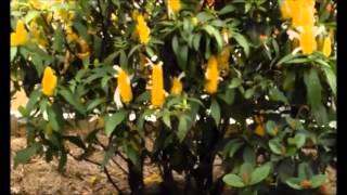 Flor Camarão Amarelo