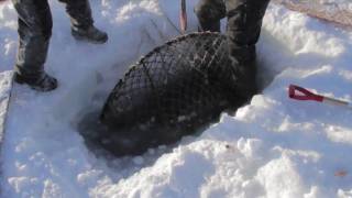 Nome: King Crabbing on Bering Sea Ice