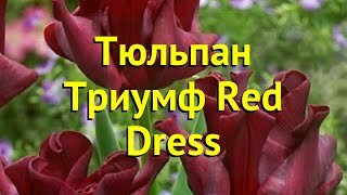 Тюльпан триумф Рэд Дресс. Краткий обзор, описание характеристик, где купить луковицы Red Dress