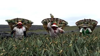 Piña de Juan Rodríguez Clara, orgullo de nuestra tierra