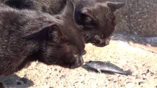 Ainoshima Cats2-Fish Fight (Fukuoka)/相島の猫たち2-魚争奪戦(福岡)