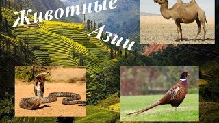 Развивающий мультик. Животные Азии