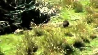 Preá esta entre os animais mais raros do mundo