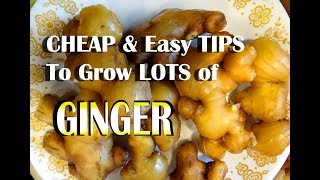How to Grow LOTS of GINGER Easy in Containers and Flower pots & Harvest TONS of Ginger plants to Eat