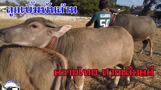 ขาย#ควายไทยสายอนุรักษ์ ขายยกคอก 2 โคม แม่ลูกตัวเมียสาย#เบิ้มพันล้าน สูง 145+  น่าเลี้ยง  สายเลือดดี