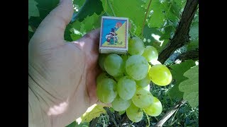 ВИНОГРАД ТАЛИСМАН ИЛИ КЕША ОБЗОР УРОЖАЯ ОГРОМНЫЕ ЯГОДЫ ВИНОГРАДА