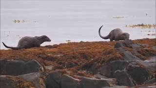 Otters Dippers and White Tailed Sea Eagles Mull 2017