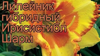 Лилейник гибридный Ирисистибл Шарм ? обзор: как сажать, рассада лилейника Ирисистибл Шарм