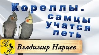 Кореллы. Песня молодого самца.