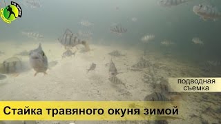 Подводная видео съемка ловли травяного окуня зимой на мормышку