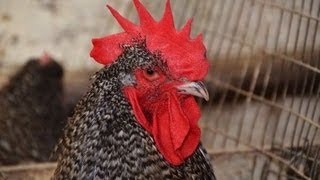 Гуковские куры. Взрослые куры в помещении