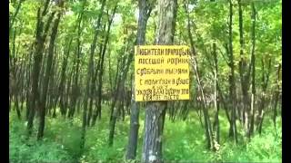Живой родник  Корсаковка