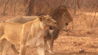 Crazy Lion Plays Fetch Like a Dog!