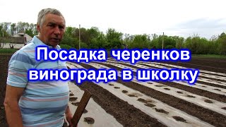 Посадка черенков винограда в школку 2019