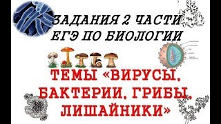 ЗАДАНИЯ ИЗ ЕГЭ ПО БИОЛОГИИ: ВИРУСЫ, БАКТЕРИИ, ГРИБЫ, ЛИШАЙНИКИ (2 ЧАСТЬ С РАЗВЕРНУТЫМ ОТВЕТОМ)