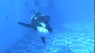 Tilikum Playing with his Toy & Vocalizing | SeaWorld Orlando
