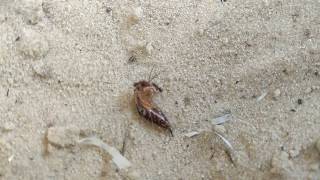 Муравьи vs Уховёртка щипалка (Ants vs common earwig insect )
