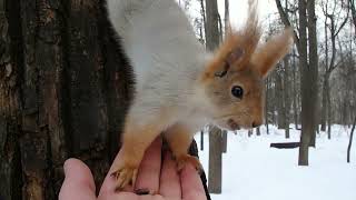 Кормлю беременную белку / Feeding a pregnant squirrel