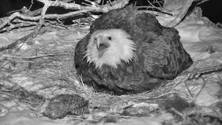 Decorah North Nest : Possible Owl attack both on defense mode