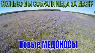 СКОЛЬКО МЫ СОБРАЛИ МЕДА ЗА ВЕСНУ 2018 г.  Новые МЕДОНОСЫ. Продолжение кочевки пчел на вику озимую.