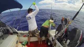 Double Ahi 216 150
