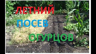 Как РАСТУТ ОГУРЦЫ ТАМ ГДЕ РОС ЧЕСНОК