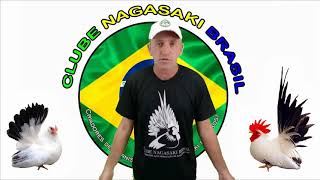 DICAS DE COMO COMPRAR UM NAGASAKI (CHABO) FÊMEA