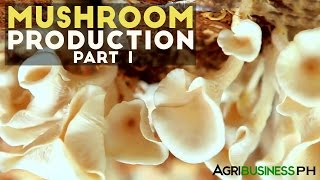 Mushroom production in the Philippines | Mushroom production Part 1 #Agribusiness
