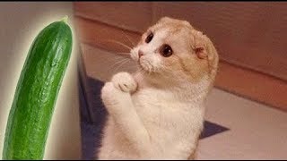 Porque os Gatos tem Medo de Pepinos? ???