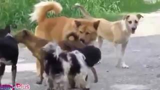 Best Funny Videos Dogs Mating Compilation ✔ 0413 | video funny