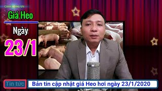Giá heo hơi ngày hôm nay 23/1/2020 | Giá lợn hơi tăng 2 đến 3 nghìn ở một số nơi