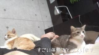 寝ていたら猫たちに体を占領されていた！