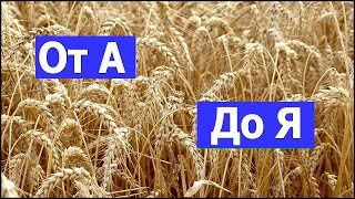 Выращивание пшеницы от А до Я после подсолнуха. #СельхозТехникаТВ