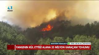 YANGININ KÜL ETTİĞİ ALANA 35 MİLYON KARAÇAM TOHUMU