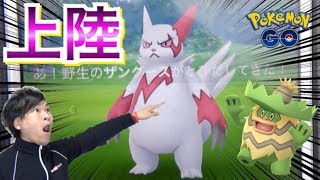 【ポケモンGO】ザングース緊急来日！ルンパッパも作ってやるぜ！！【雨ポケ活】