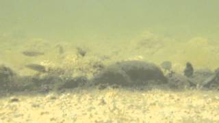 Aphanius iberus ('el fartet') in its natural habitat, Santa Pola, Spain