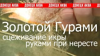 Золотой Гурами, Trichogaster trichopterus, HOW TO: Keep, Zucht von Aquarienfischen, akvariefiske