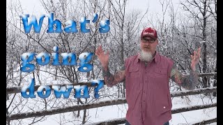 ROAD TRIP: Taking the Mad Aquarist tour to Florida again and how to deal with your fish when away