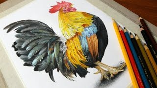 Рисунок петуха цветными карандашами к 2017 году