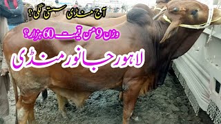 Lahore Cow Mandi Vacha Rate Down ? Business Talks Urdu