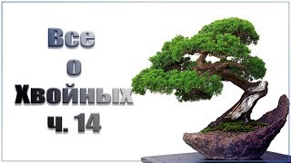 Размножение туи и ели канадской Коника.