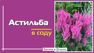 Астильба в саду. Как растет и с чем сочетается
