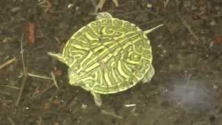 Turtle hatchlings red-eared slider San Benito Texas 2014-09-03