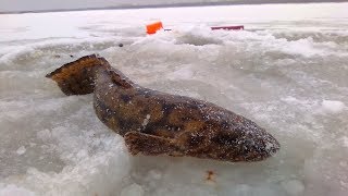 Рыбалка на жерлицы. Налим, судак.