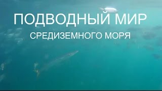 ПОДВОДНЫЙ МИР СРЕДИЗЕМНОГО МОРЯ