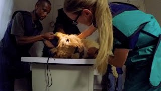 George Rushed To The VETS! | The Lion Whisperer